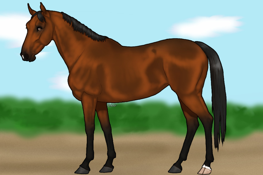 Polish Warmblood 2