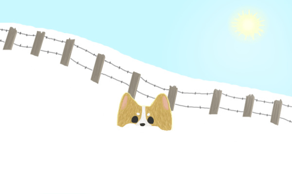 Corgi in the snow
