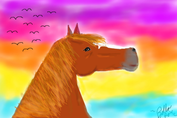 Flicka at Sunset