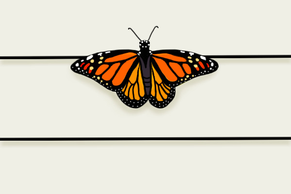 Monarch Butterfly <3
