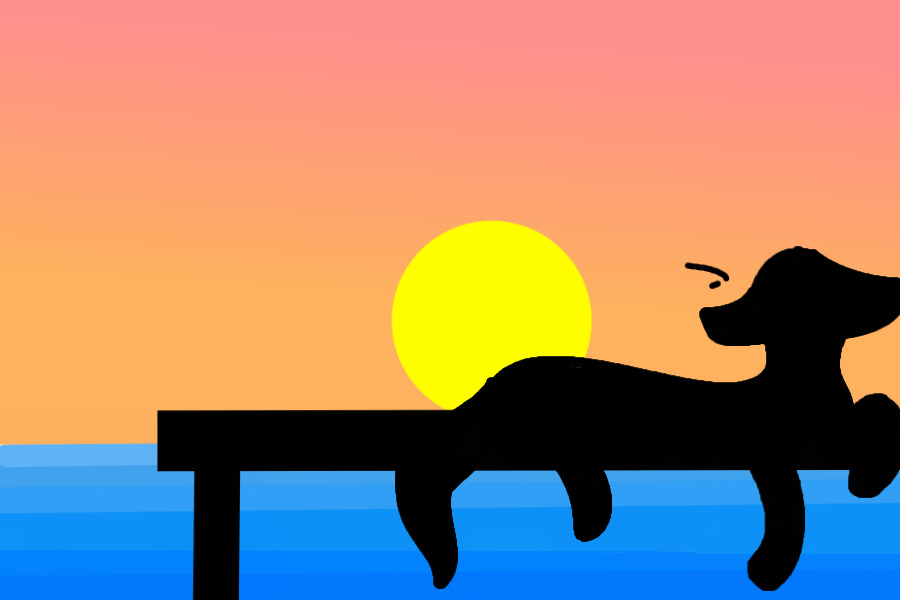Cat at a sunset dock