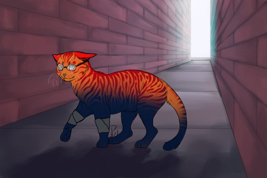 Heterochromia orange/blue tabby