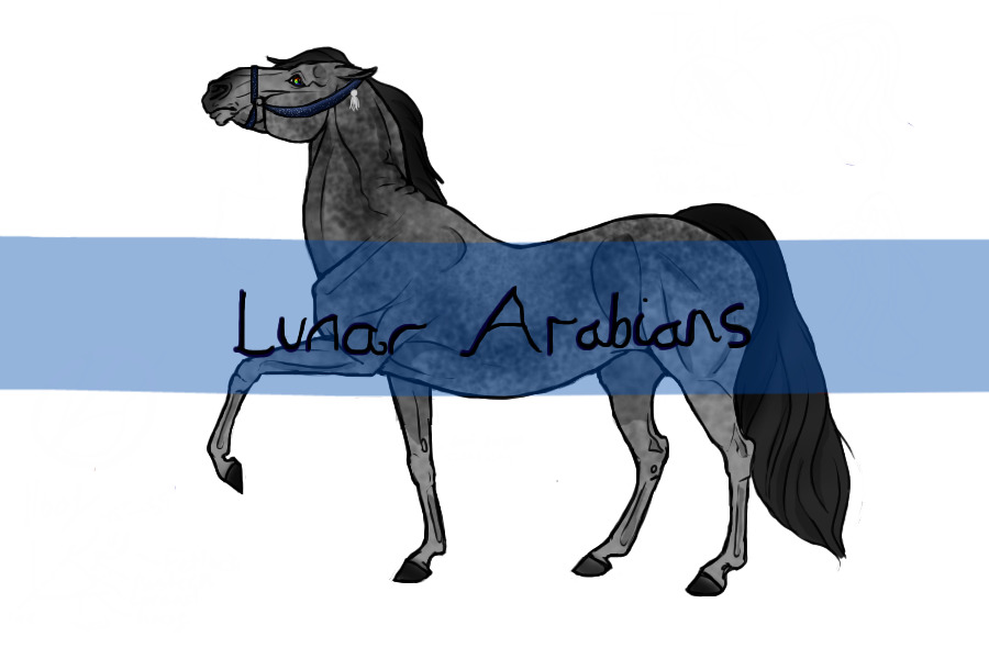 ~Lunar Arabians (Open)~