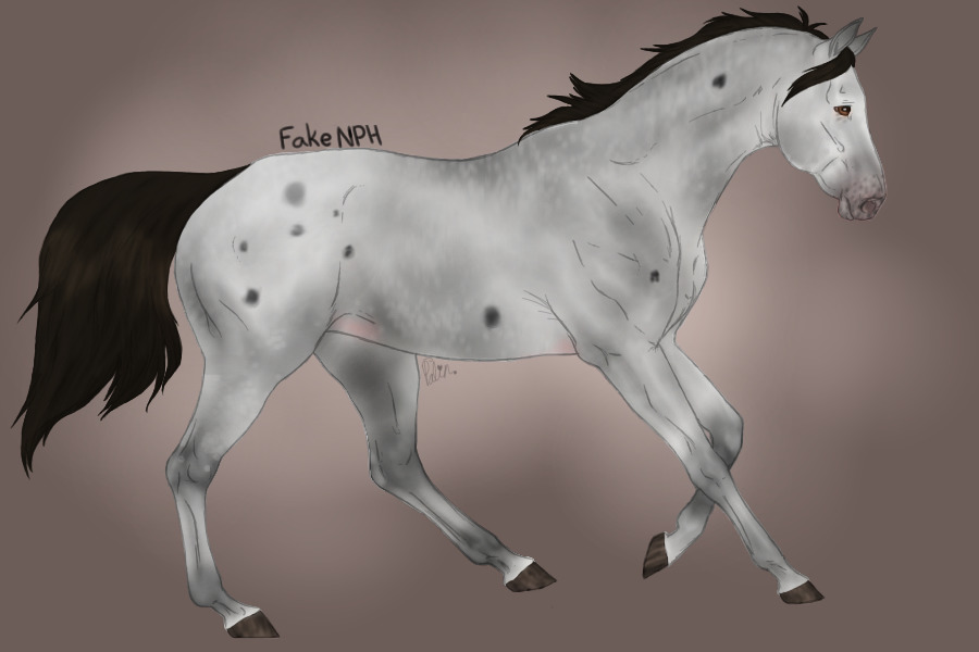 Blue Roan Appaloosa