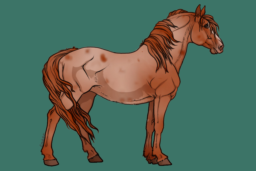 red roan appaloosa