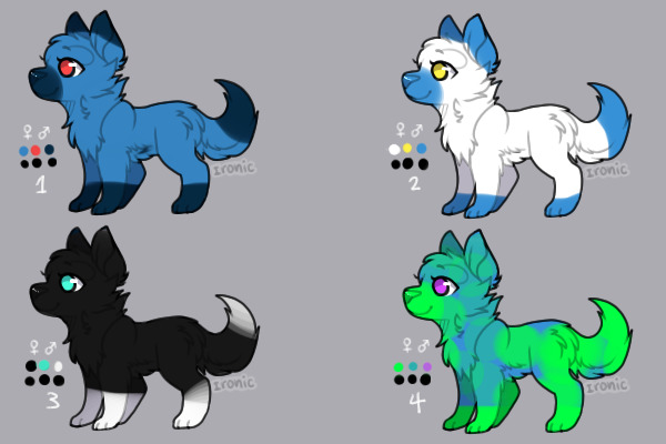 Cute little dog adoptables!