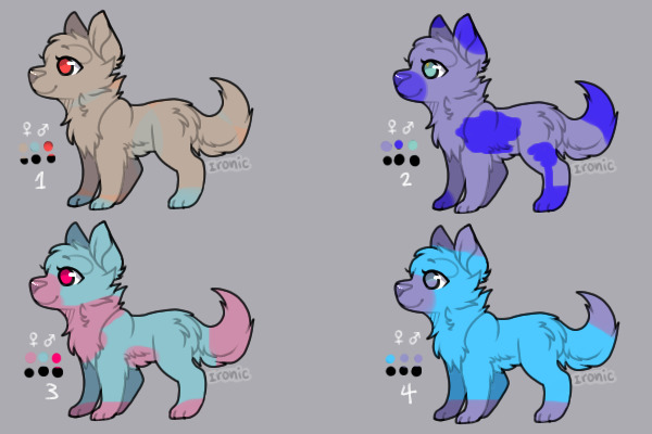 Puppy Adoptables
