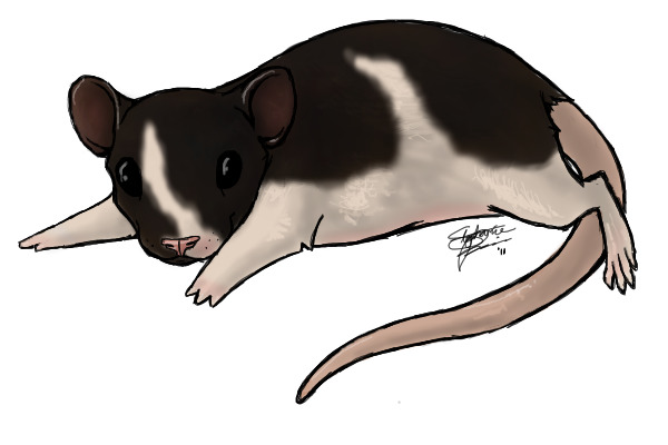 rat