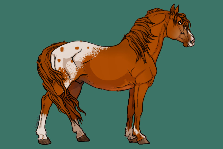 chestnut appaloosa1