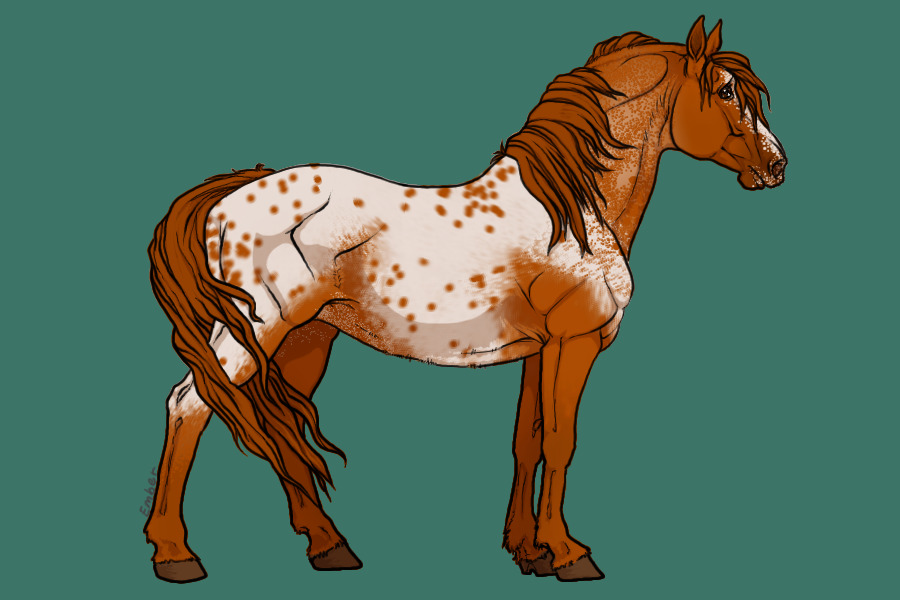 chestnut appaloosa2