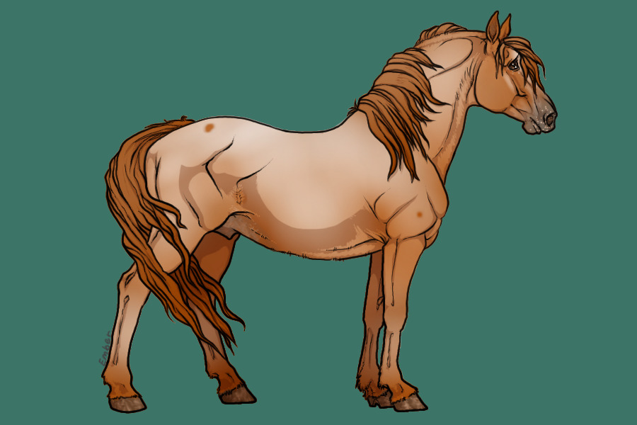 chestnut appaloosa3