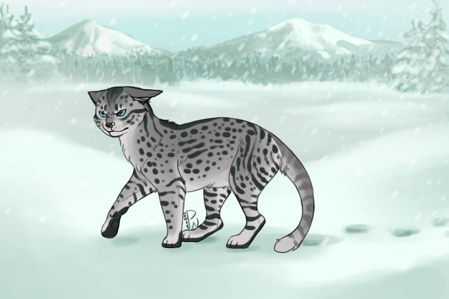 Tabby Playing at Being a Snow Leopard