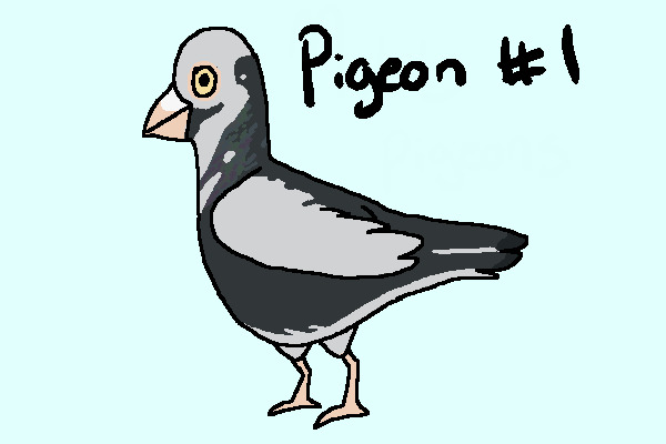 black and white pigeon