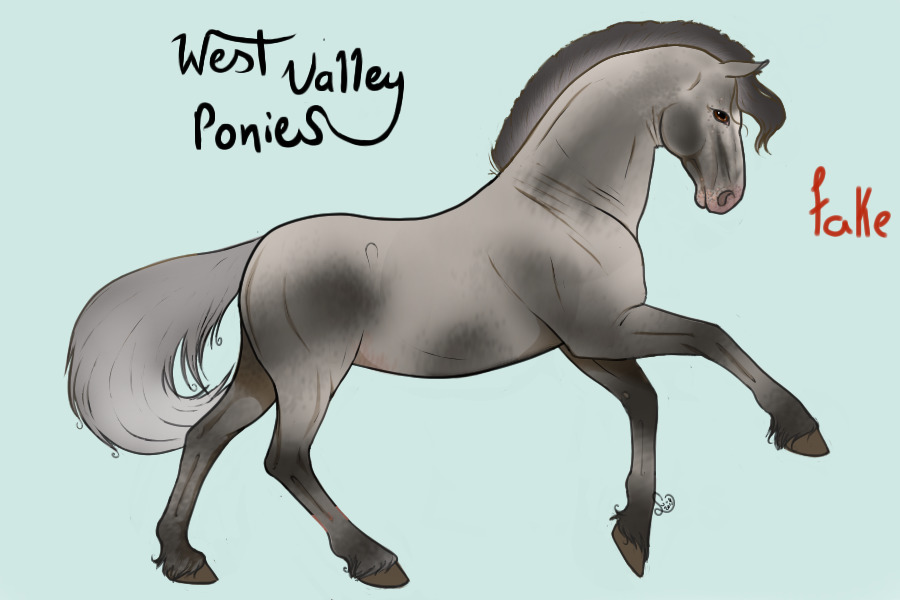 Blue Roan Appy