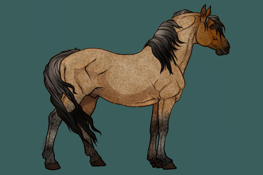 bay roan