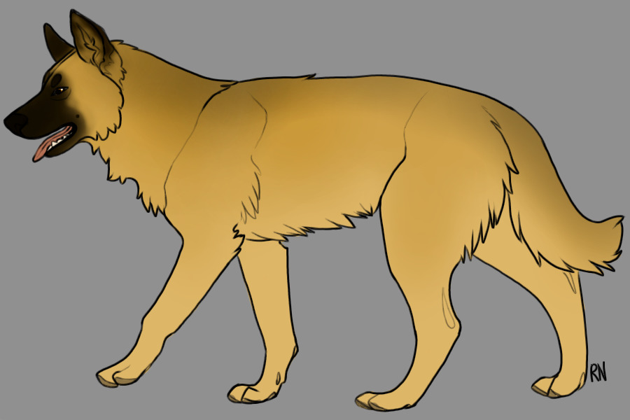 Wolf or dog?