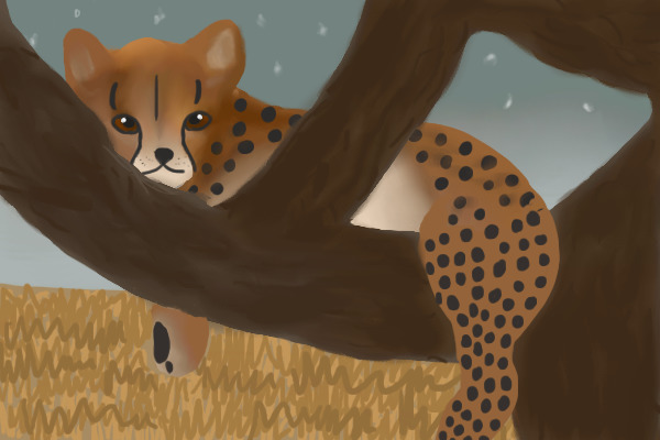 cheetah cub in tree