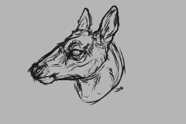 deer sketch