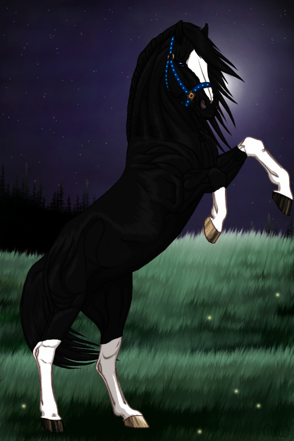 ~❊~ #2 Midnight Stallions (Transfer)~❊~