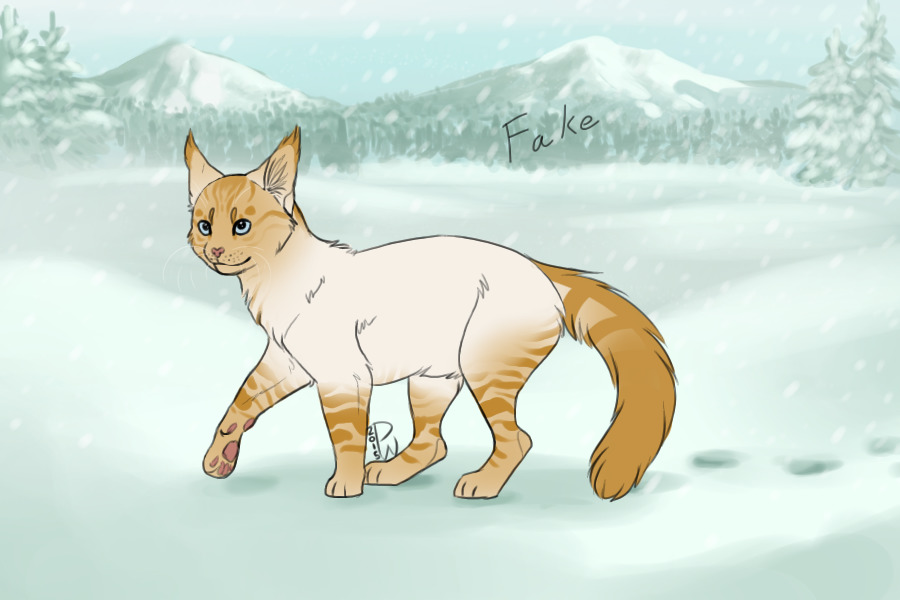 flame tabby point siamese // entry no 1
