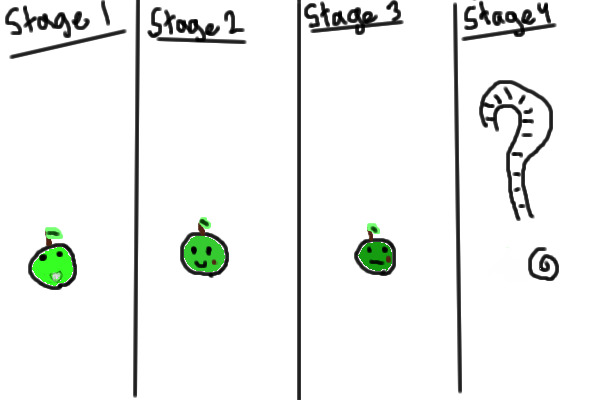 The Stages Of The Apple