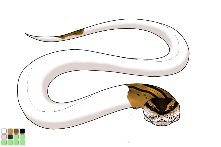 Royal Python #017 - Pastel Pied (Custom)