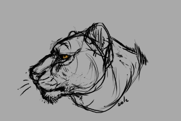 lioness sketch
