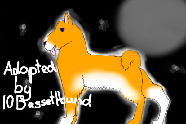Orange with white Akita