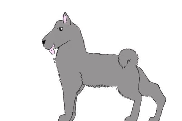 Grey Akita