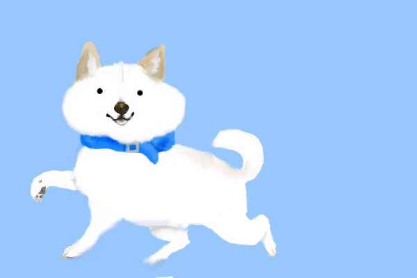 Drizzy the Shiba Inu