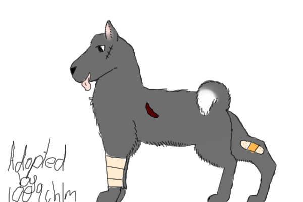 Grey wounded Akita