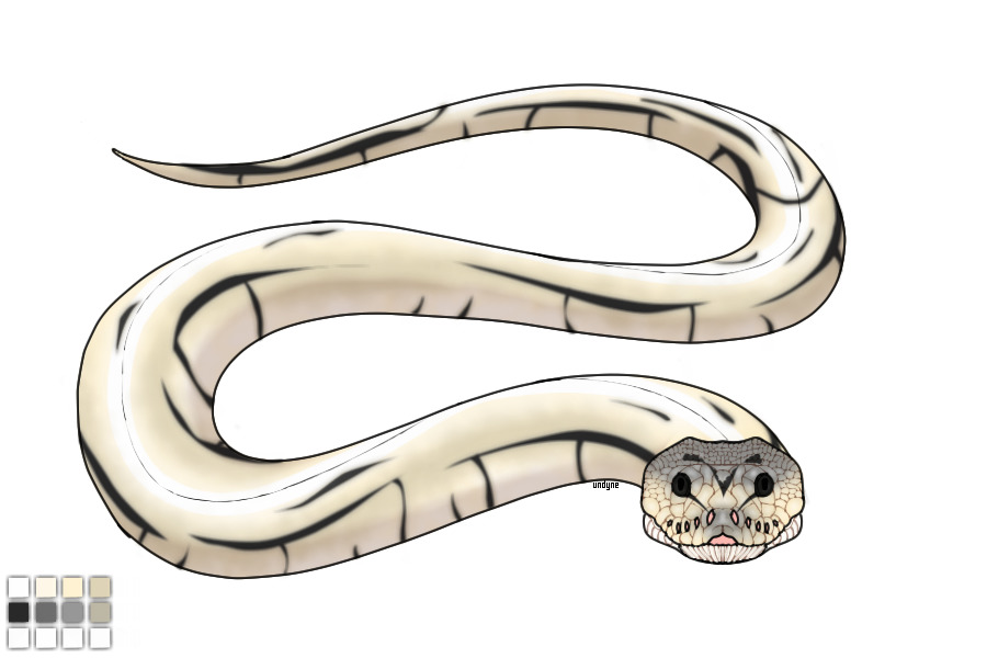Royal Python #30 ~ Buckspin