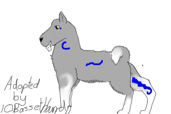 Grey Akita with blue lines and white patches.
