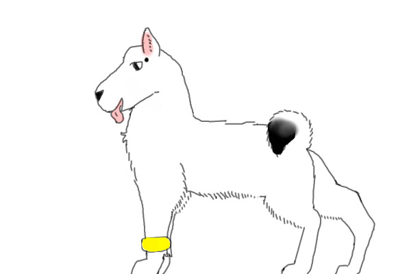 Snow white Akita
