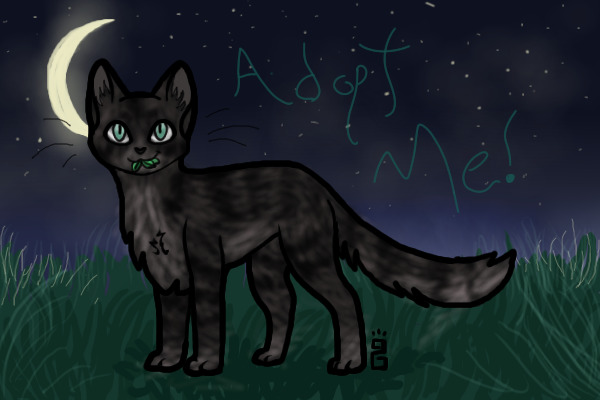 Cat Adoption!