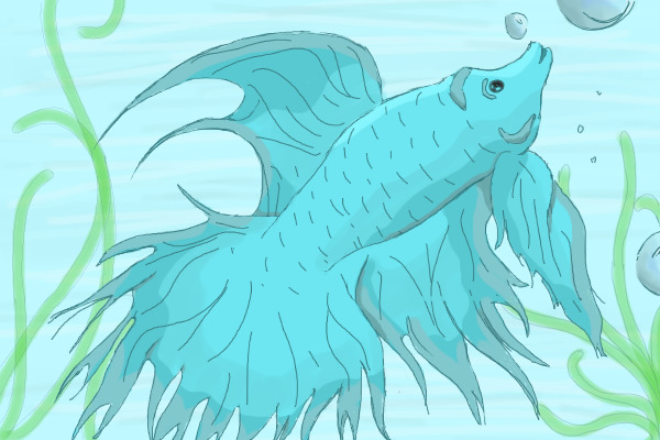 Betta
