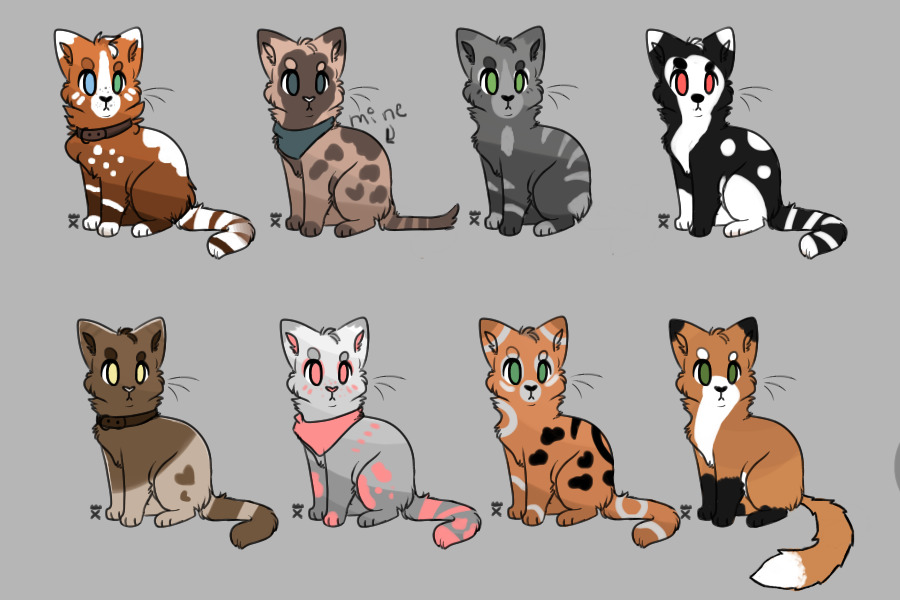 Cat adopts (None available)
