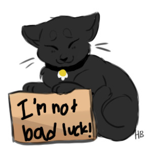 black cats aren't bad luck!
