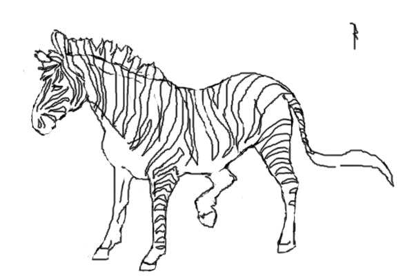 Zebra
