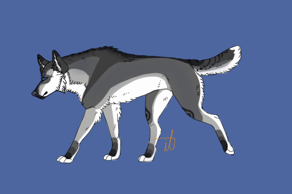 Wolf Adoptable