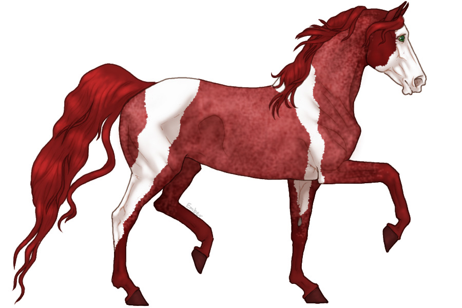 #263 Red Roan Tobiano