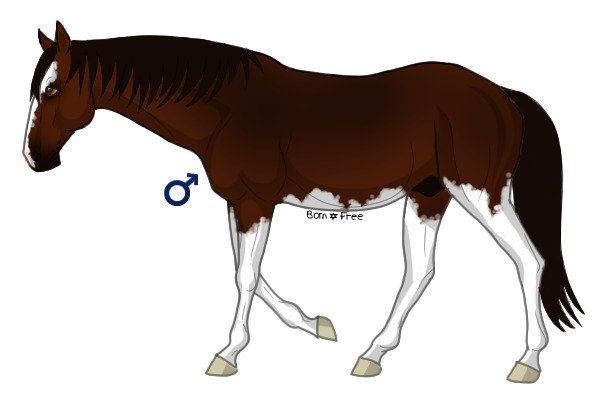 QHR Breeding for Spiritstar3
