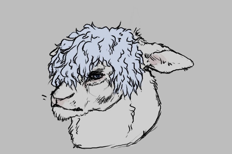 lame sheep