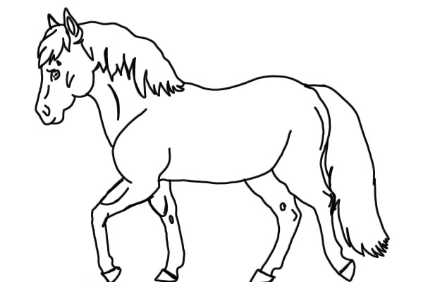 Pony rides anyone?
