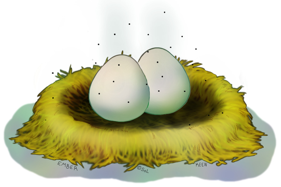 Abandoned Nest - 2 Eggs