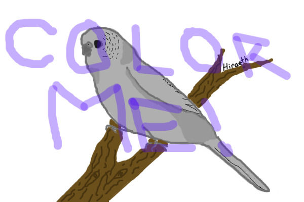 Parakeet Lineart - Feel free to use!