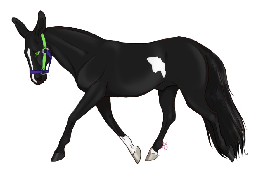 ESM #11: Black Minimal Overo Stallion