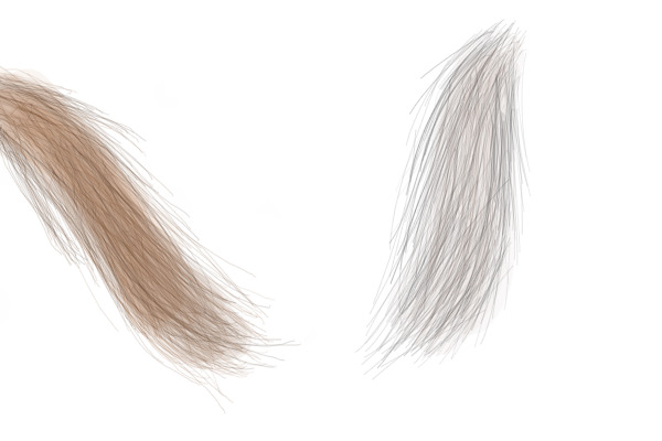 horse "hair"