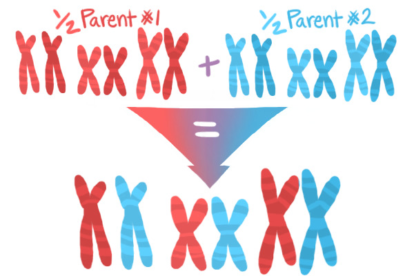 basis chromosome inheritance 1
