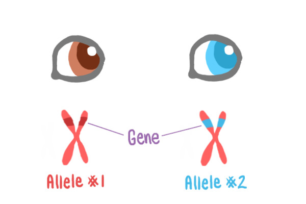 alleles example 1